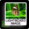 lightboxed-image.png